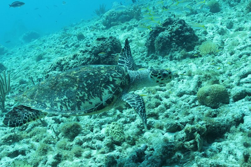 Curacao 04-12 580.JPG